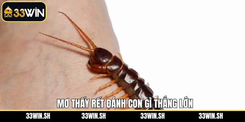 Một vài con lô may mắn khi chiêm bao gặp con rết